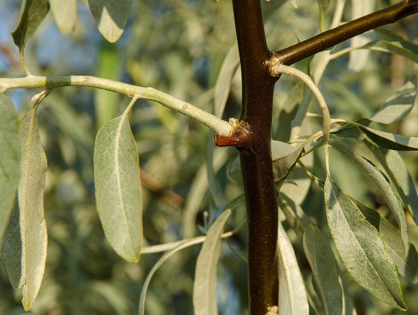 Изображение особи Elaeagnus angustifolia.