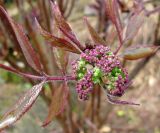 Sambucus sibirica