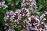 Thymus ovatus