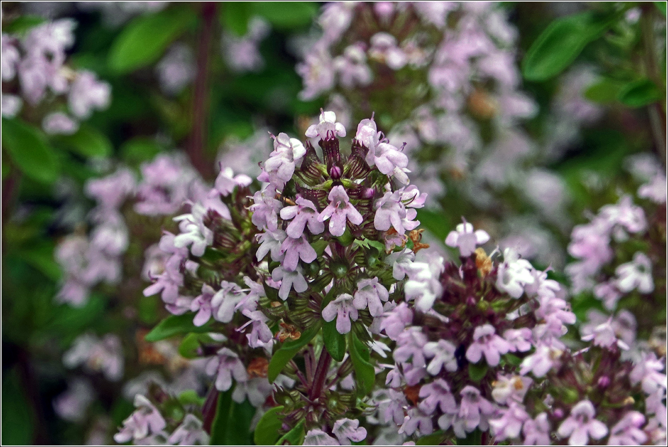 Image of Thymus ovatus specimen.