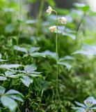 Ephippianthus schmidtii. Цветущее растение. Хабаровский край, р-н имени Лазо, верховье р. Ко, выс. ≈ 1170 м н.у.м., долинный хвойный лес. 01.08.2026.