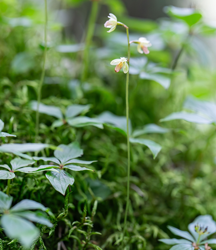 Image of Ephippianthus schmidtii specimen.