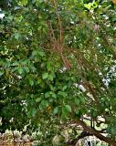 Ficus microcarpa. Ветви плодоносящего дерева. Португалия, г. Лиссабон, в культуре. 09.08.2025.
