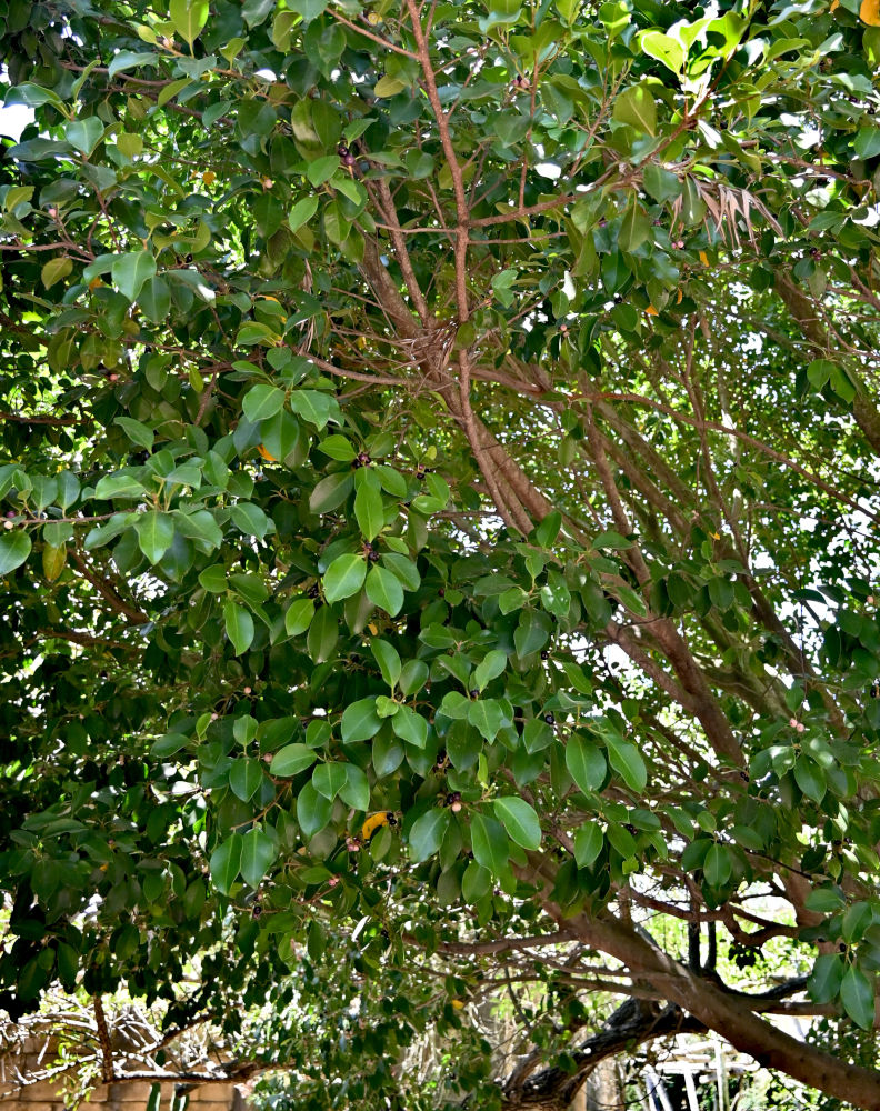 Изображение особи Ficus microcarpa.