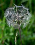 род Tragopogon. Соплодие. Московская обл., Сергиево-Посадский гор. округ, верховья р. Воря, луг. 22.08.2026.