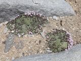 Acantholimon diapensioides. Цветущие растения. Таджикистан, Горно-Бадахшанская автономная обл., Мургабский р-н, окр. пер. Харгуш, побережье оз. Харгуш, ≈ 4260 м н.у.м., горная пустыня. 5 июля 2026 г.