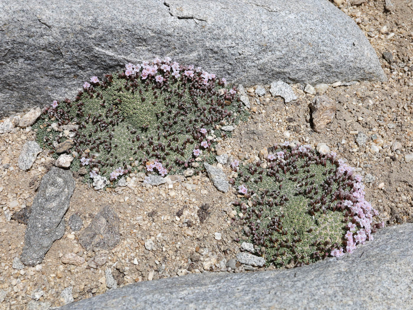 Изображение особи Acantholimon diapensioides.