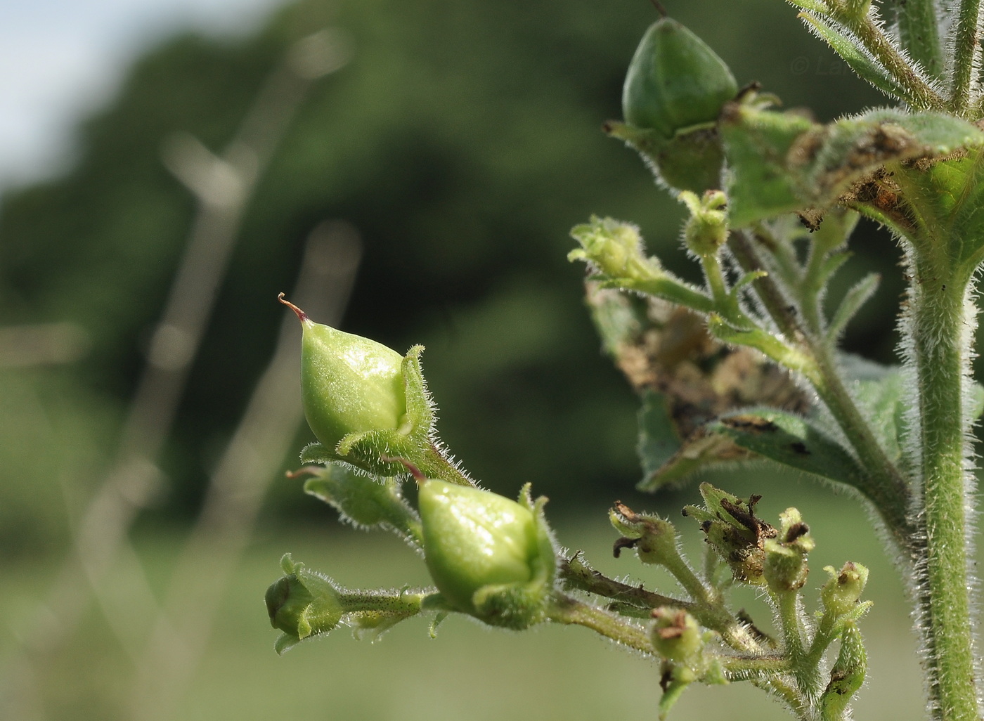 Image of Scrophularia maximowiczii specimen.