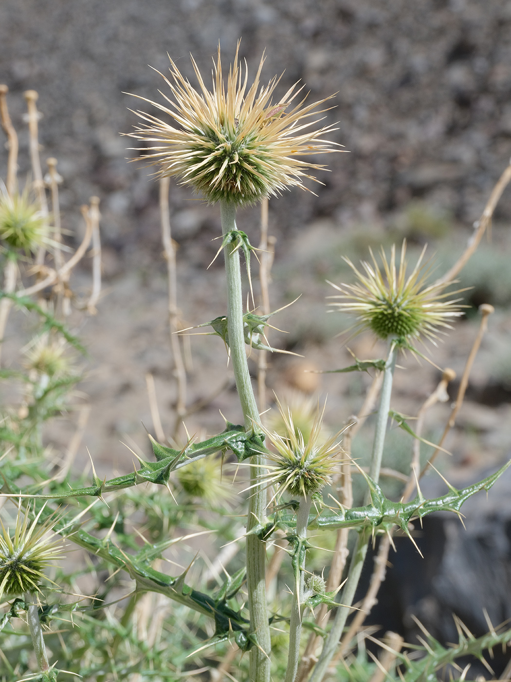 Image of Echinops wakhanicus specimen.