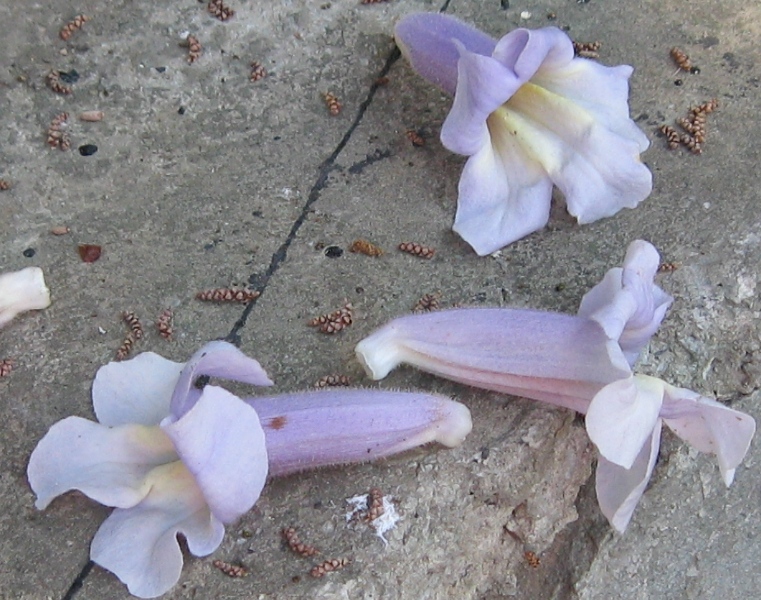 Image of Paulownia tomentosa specimen.