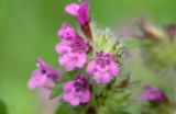 Clinopodium vulgare. Цветки в верхней части соцветия. Московская обл., Раменский р-н, окр. дер. Хрипань, разнотравье под высоковольной линией. 19.07.2008.