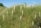 Avena persica