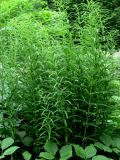 Polygonatum stenophyllum. Куртина растений. Москва, ГБС РАН. 09.06.2011.