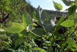 Rubus matsumuranus