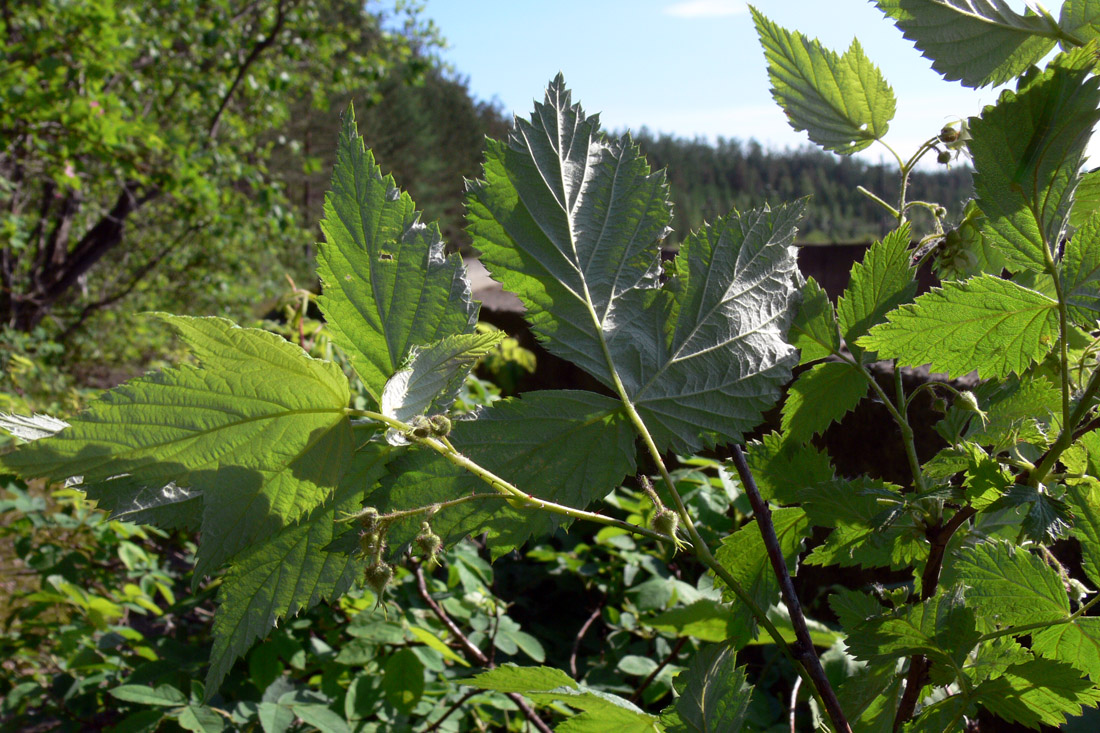 Изображение особи Rubus matsumuranus.