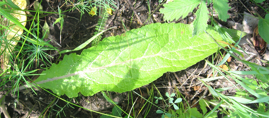 Изображение особи Verbascum lychnitis.