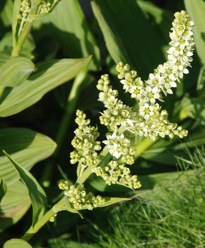 Image of Veratrum album specimen.