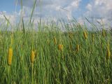 Typha laxmannii. Плодоносящие растения. Татарстан, Бавлинский р-н. 30.07.2011.