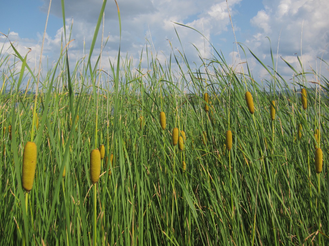 Image of Typha laxmannii specimen.