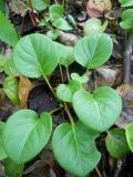 Pyrola rotundifolia