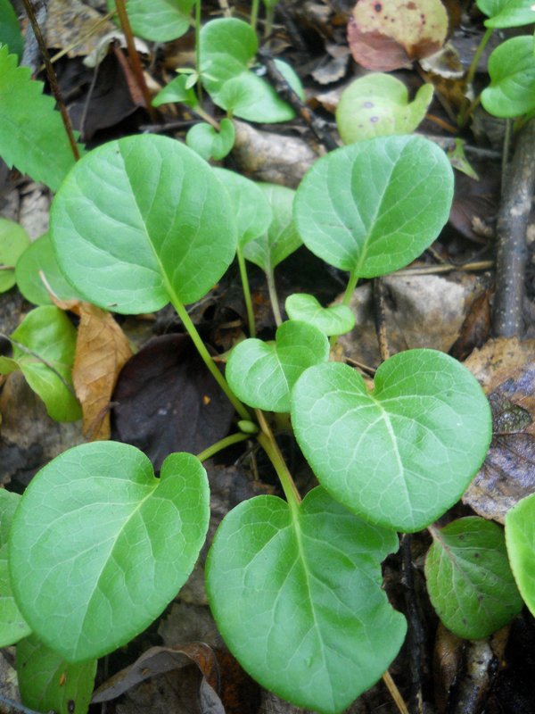 Image of Pyrola rotundifolia specimen.