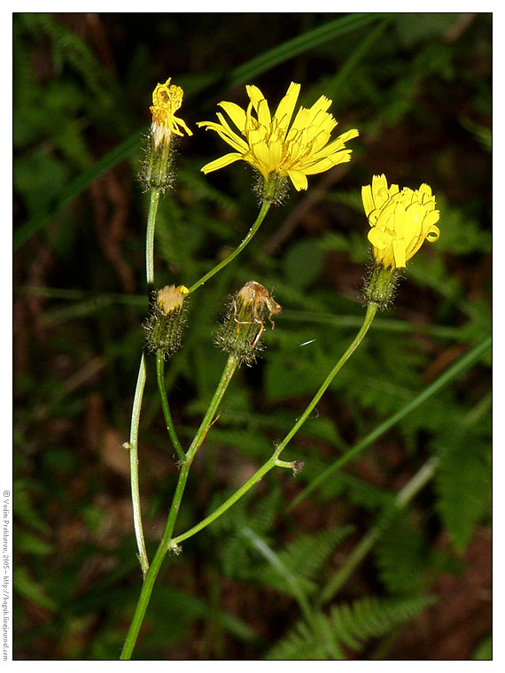 Image of Crepis paludosa specimen.