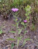 Centaurea abbreviata