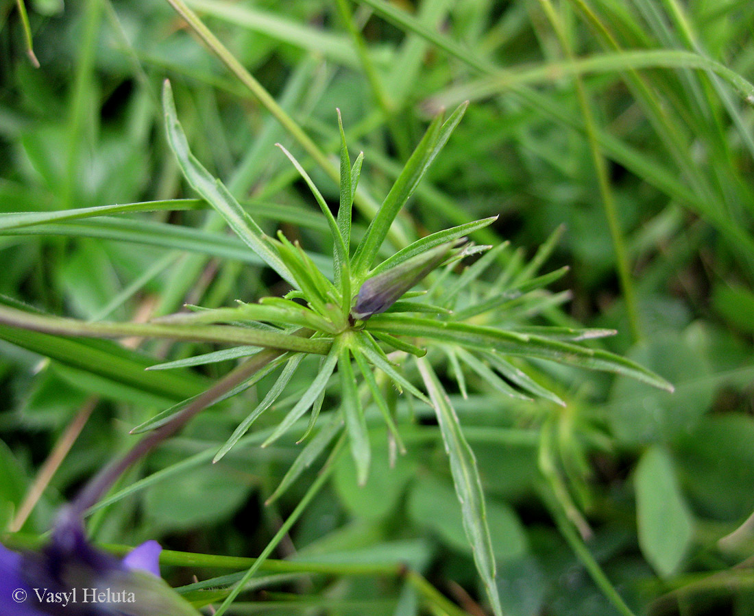 Image of Viola declinata specimen.