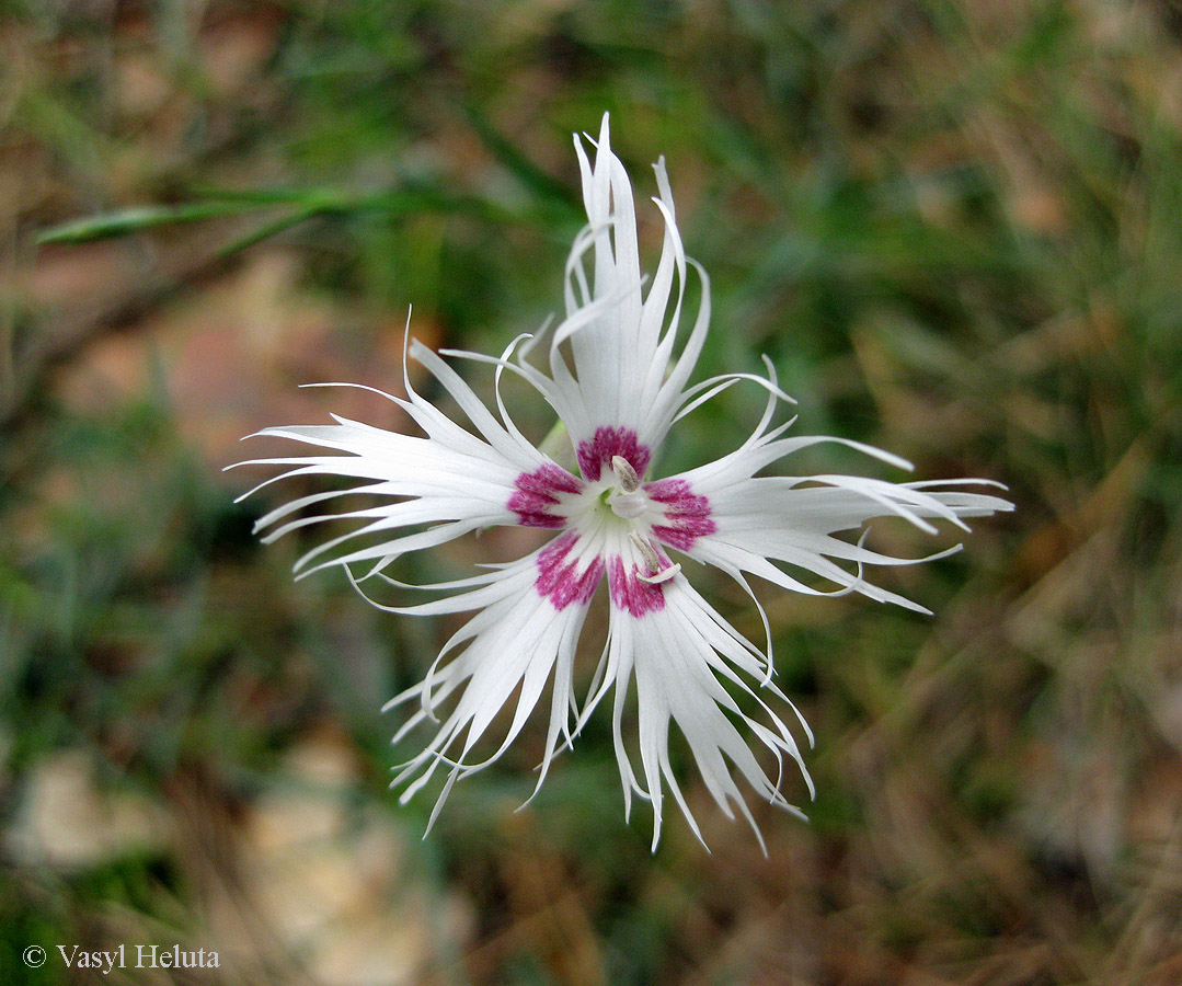 Изображение особи Dianthus pseudosquarrosus.