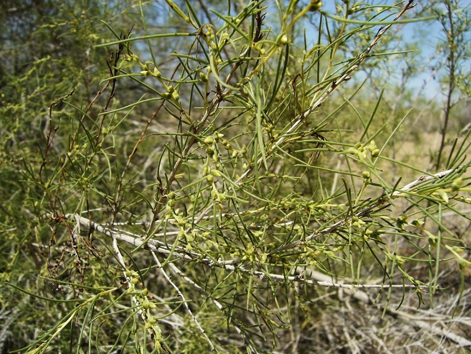 Изображение особи Salsola richteri.