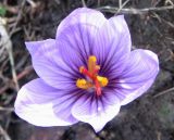 Crocus pallasii. Цветок. Крым, Симферополь, западный берег Симферопольского водохранилища. 22 октября 2011 г.