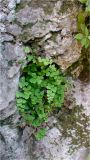 Adiantum capillus-veneris