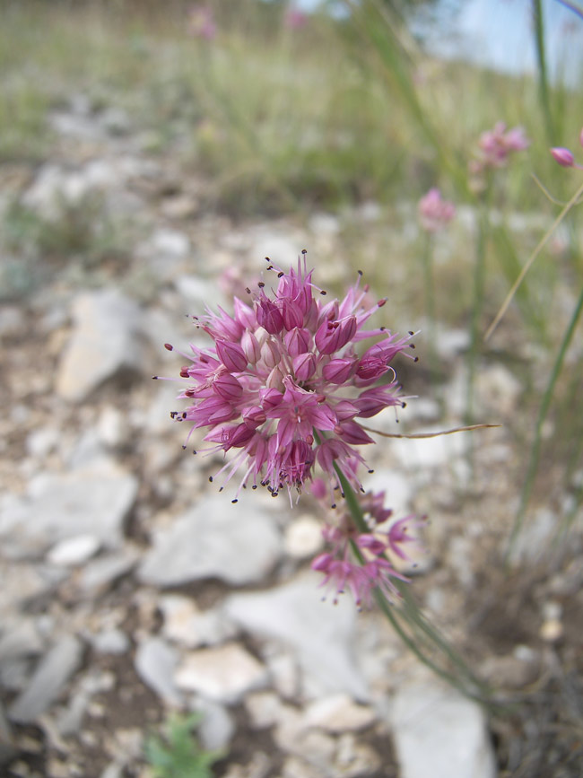 Изображение особи Allium globosum.