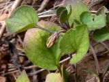 Viola rupestris