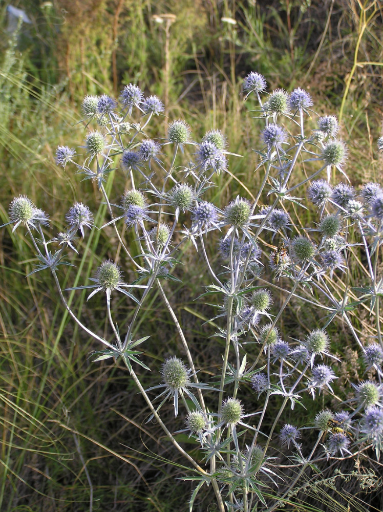 Изображение особи Eryngium planum.