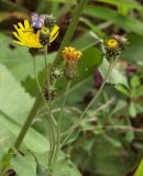 Hieracium umbellatum. Верхушка цветущего растения (питается бабочка-пестрянка рода Zygaena). Приморский край, Лазовский р-н, Лазовский заповедник, кордон Карпадь, опушка леса. 19.08.2009.