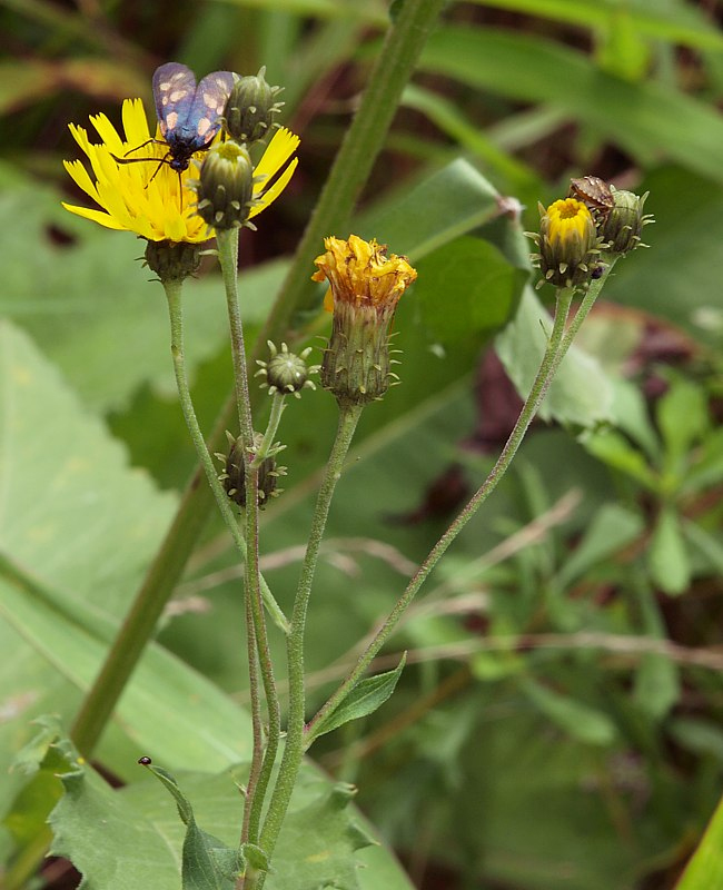 Изображение особи Hieracium umbellatum.