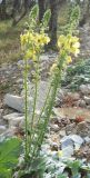 Verbascum spectabile