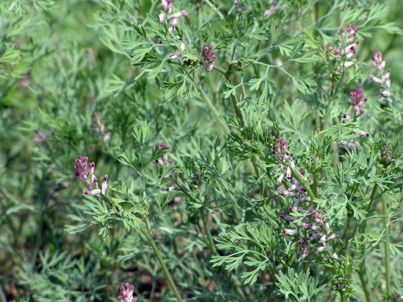 Image of Fumaria vaillantii specimen.