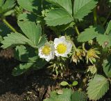 Fragaria × ananassa. Цветущее растение. Московская обл., дачный участок. 29.05.2008.