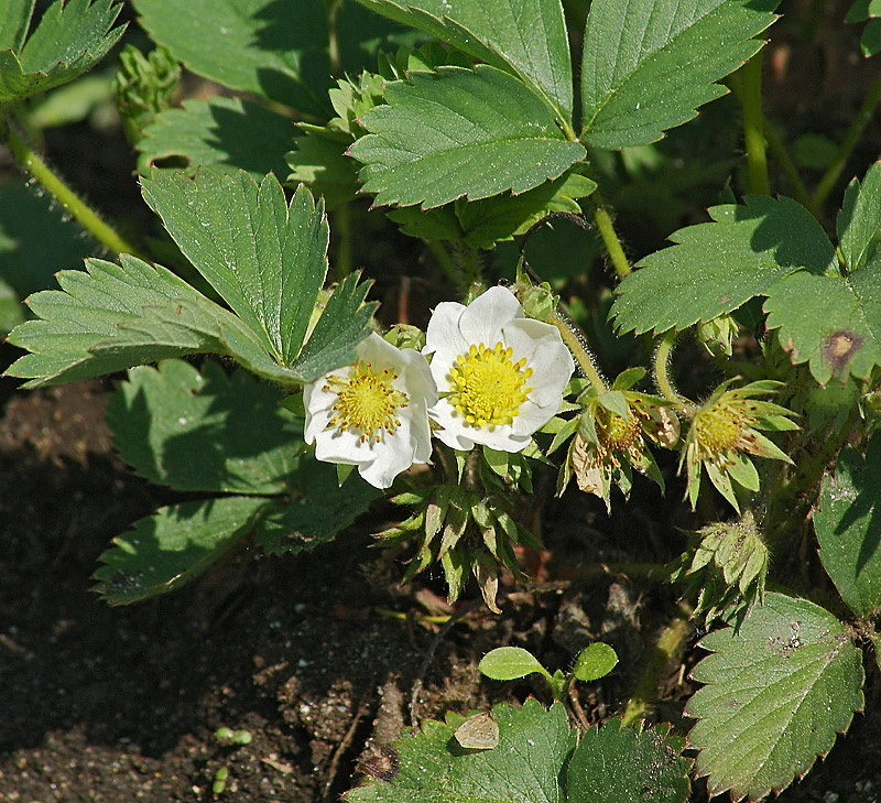 Изображение особи Fragaria &times; ananassa.