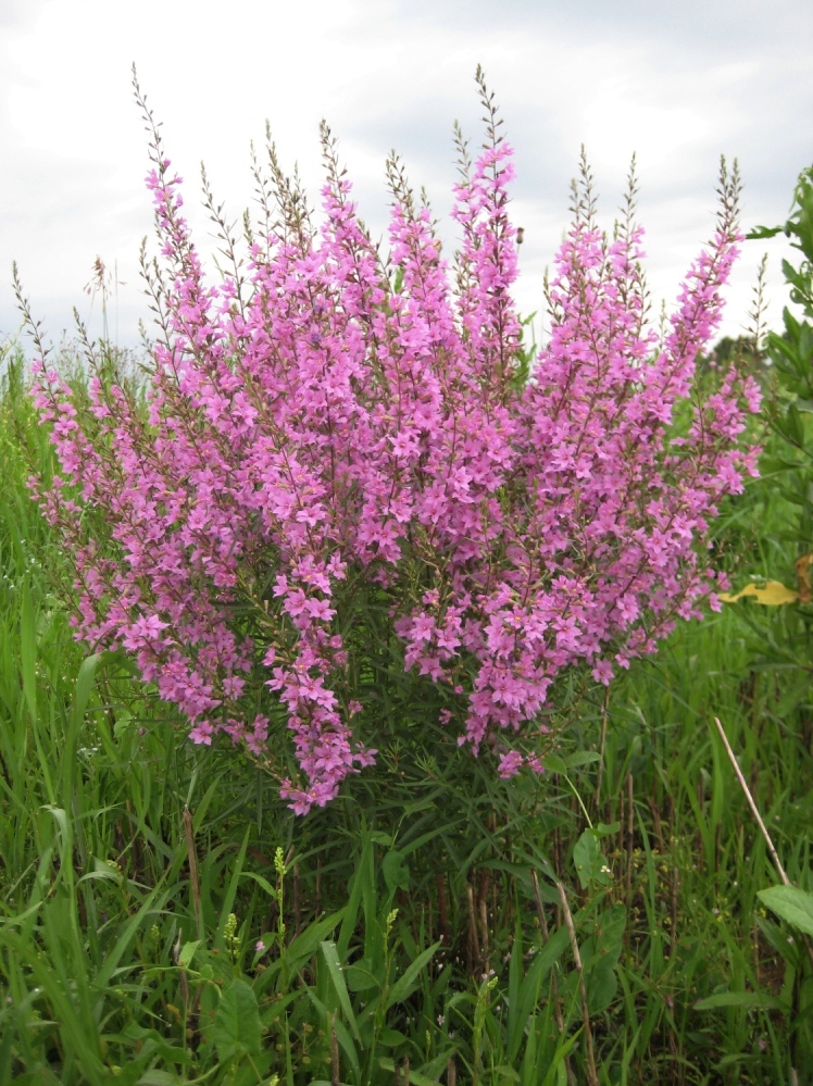 Image of Lythrum virgatum specimen.