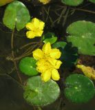 Nymphoides peltata