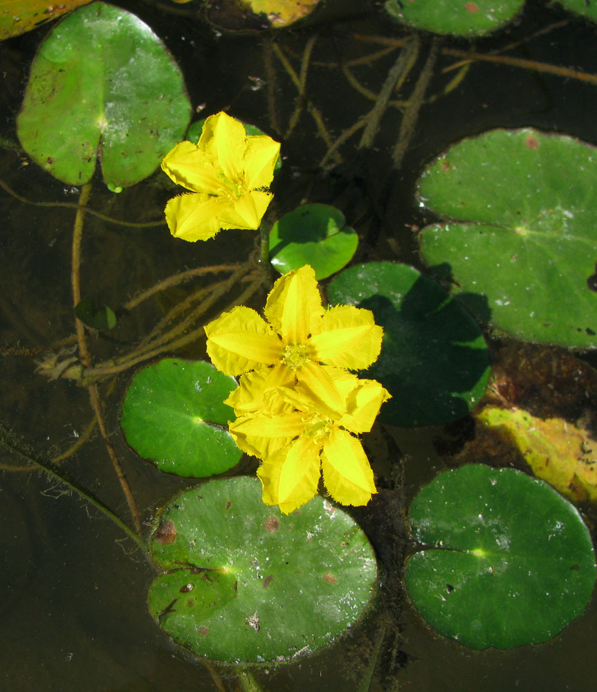 Изображение особи Nymphoides peltata.