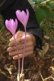 Colchicum speciosum