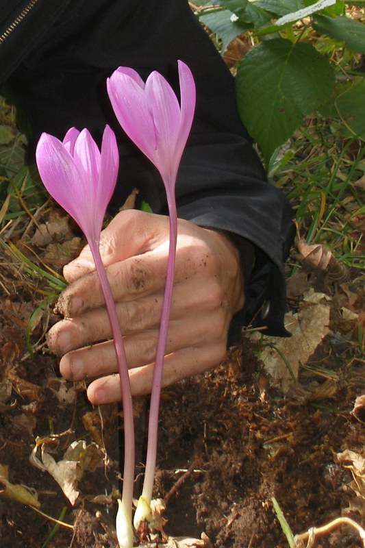 Image of Colchicum speciosum specimen.