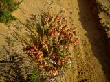 Rumex occultans