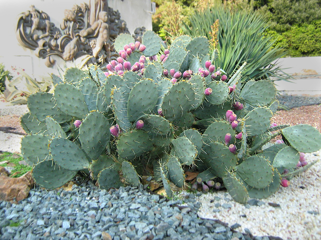 Image of genus Opuntia specimen.