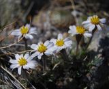 Arctogeron gramineum