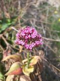 Centranthus ruber